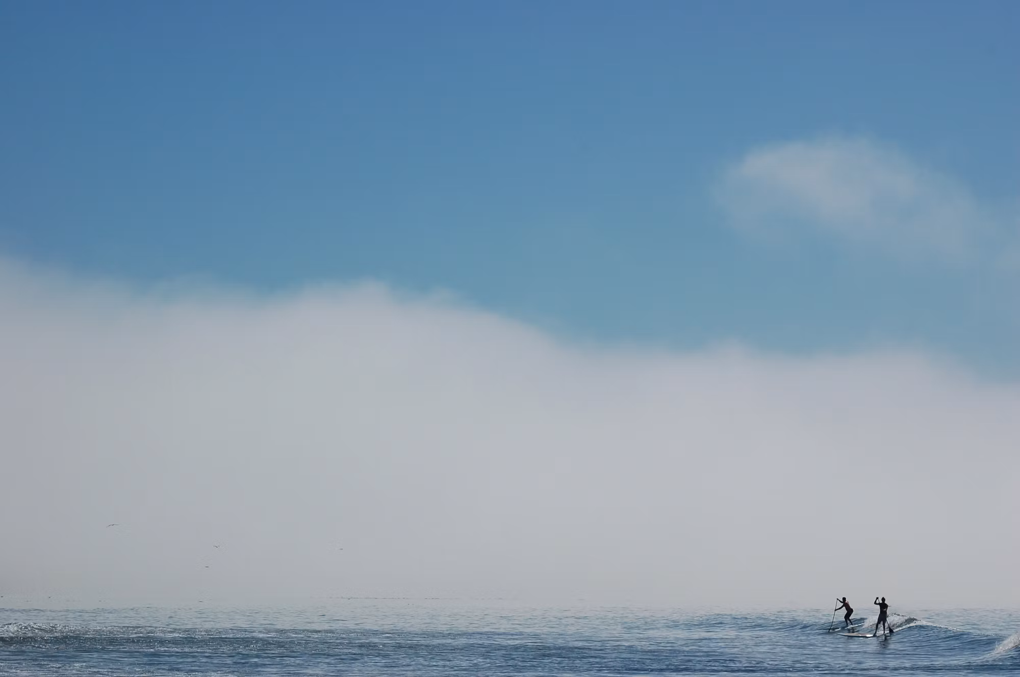 Exploring the Wonders of Coastal Life: A Guide to the World’s Seas
